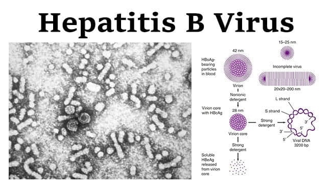 hepatitis b